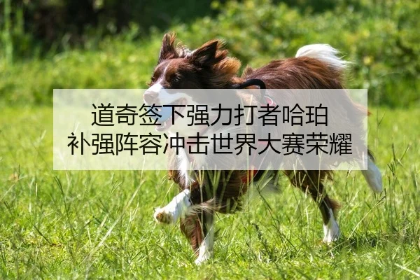 道奇签下强力打者哈珀 补强阵容冲击世界大赛荣耀